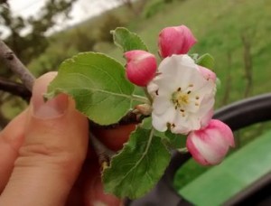 Apple Blossom picture